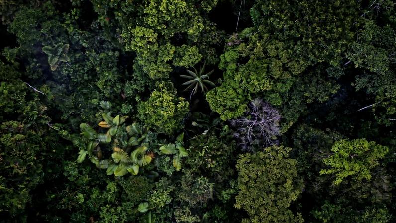 Amazon rainforest canopy. Photo by Rhett Ayers Butler