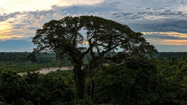Emergent tree in the Amazon rainforest. Photo by Rhett Ayers Butler