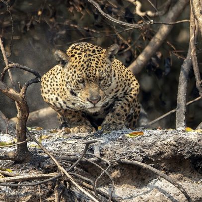83% dos brasileiros dizem que sociedade deve cuidar mais dos animais silvestres