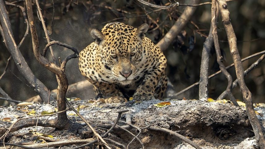 83% dos brasileiros dizem que sociedade deve cuidar mais dos animais silvestres
