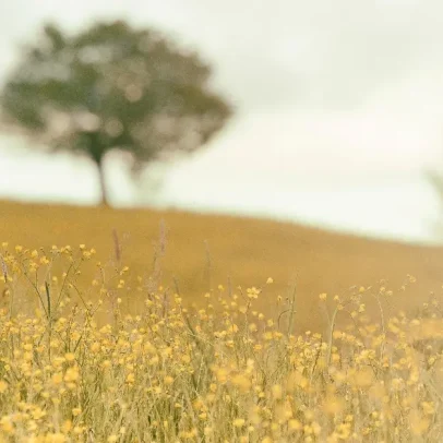 Natureza revela 5 lembretes bíblicos sobre vida e equilíbrio