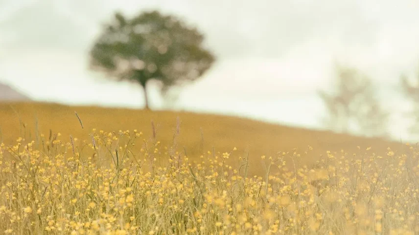 A natureza como testemunho do amor e poder de Deus em Sua criação.