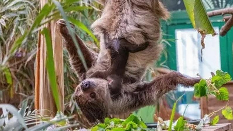 Bebê preguiça nasce na Escócia pela primeira vez