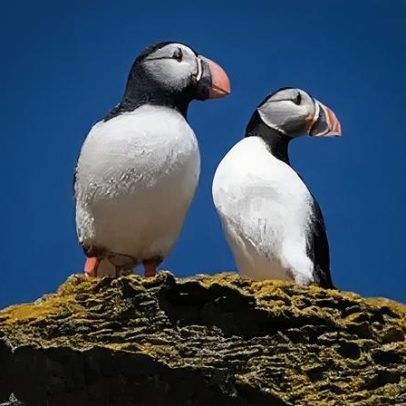 Aves de plástico atraem papagaios-do-mar de volta a ilha