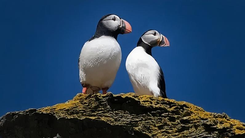 Kayaker Keirron Tastagh snapped a puffin (right) perched next to a decoy in June 2021