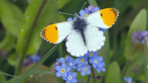 The orange-tip butterfly is among the species set to be protected through the scheme