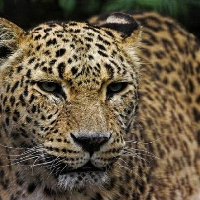 Leopardos persas ameaçados persistem em fronteiras, apesar de caçadores e minas