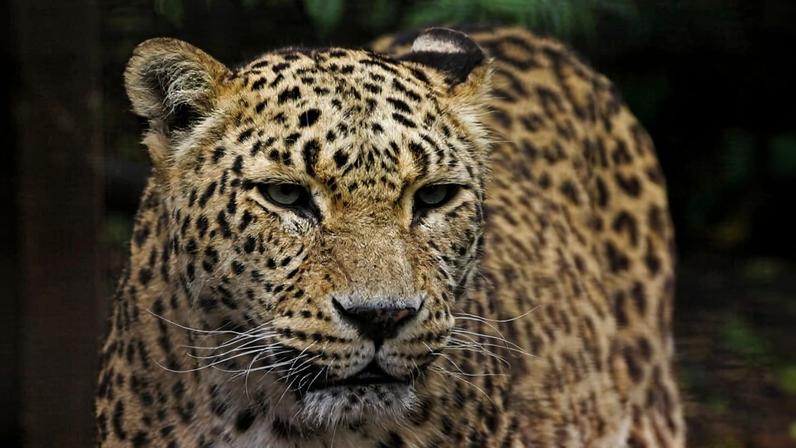 Leopardos persas ameaçados persistem em fronteiras, apesar de caçadores e minas