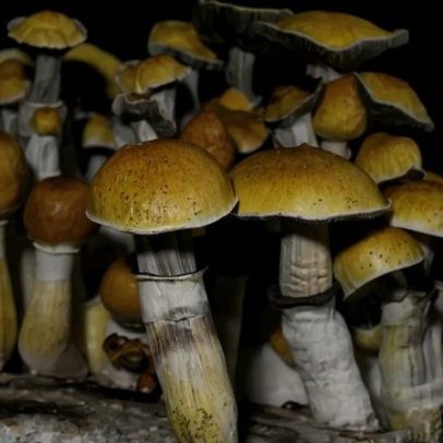 Uma dose de cogumelo mágico pode alterar estrutura e atividade cerebral