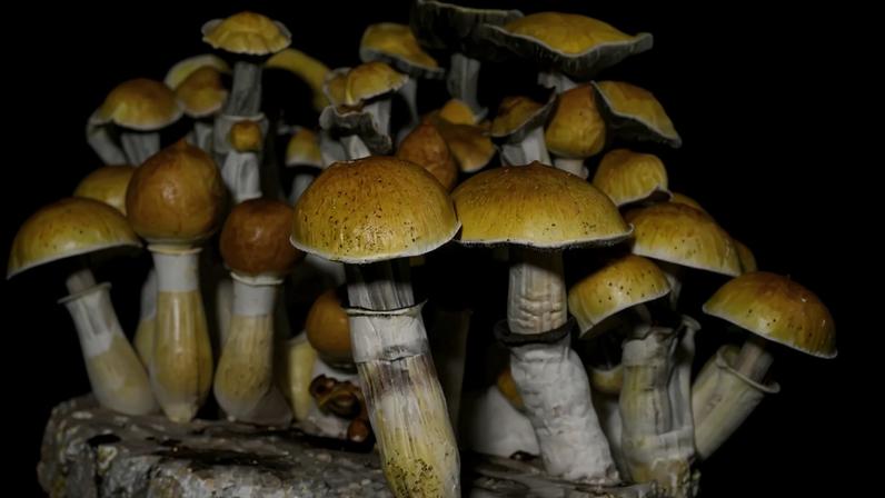 Uma dose de cogumelo mágico pode alterar estrutura e atividade cerebral