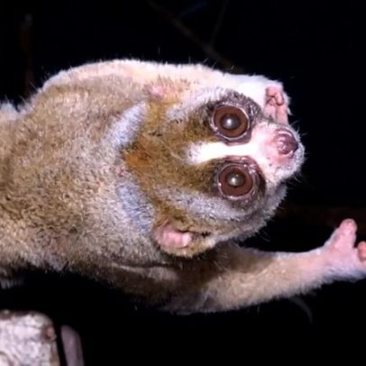 Quatro mamíferos venenosos que existem no reino animal