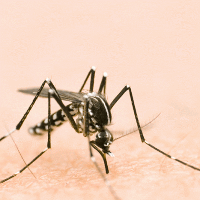 Butantan produzirá vacina nacional contra chikungunya