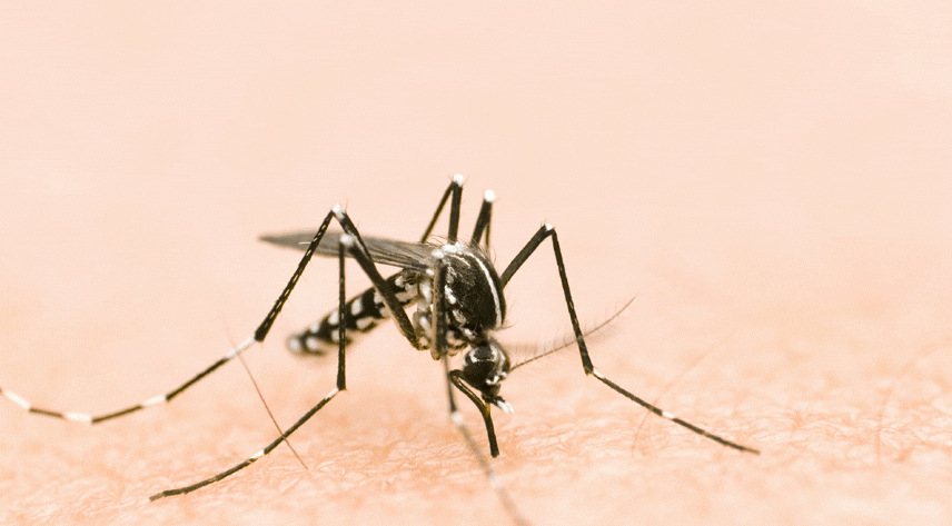 Butantan produzirá vacina nacional contra chikungunya