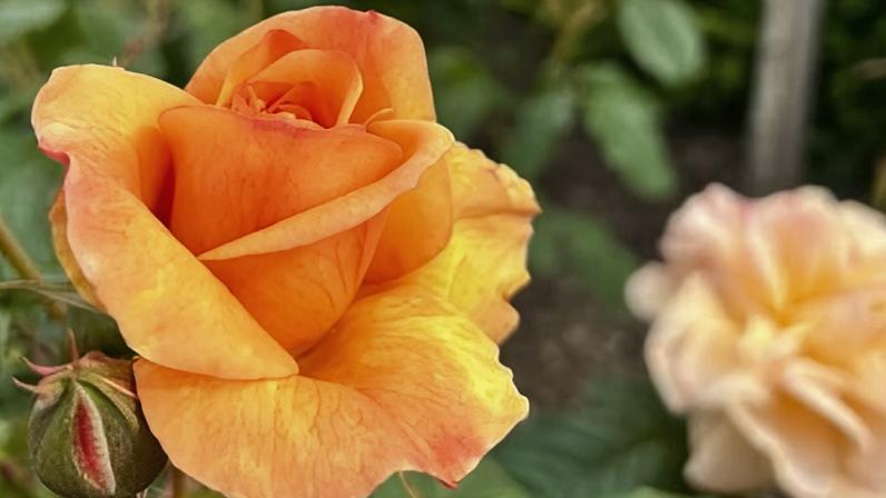 Mudanças climáticas adiantam o florescimento de rosas mais cedo do que nunca