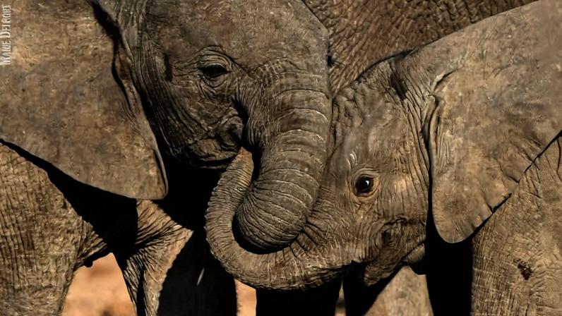 Trump: caça de troféu é 'horror show'; autoriza troféus de elefante em 2025