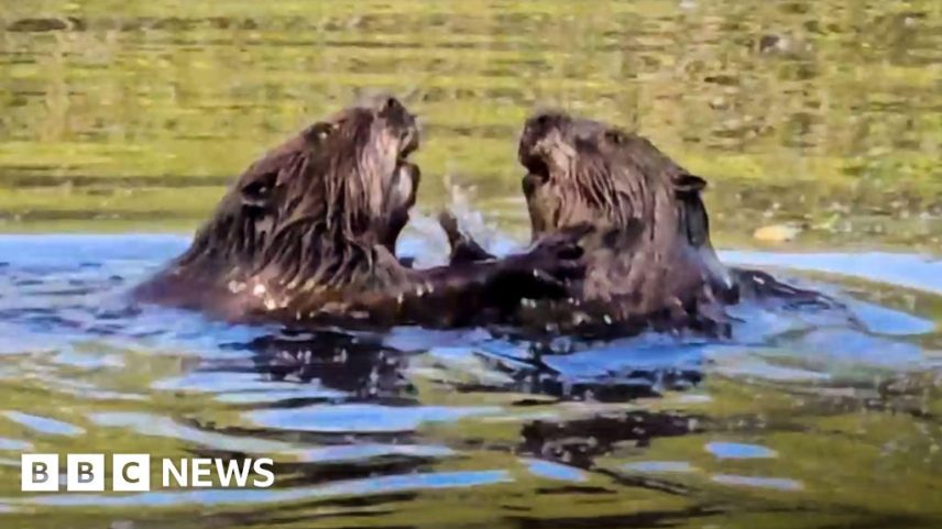 Two beavers swimming in water with their heads above the surface and their paws resting on each other.