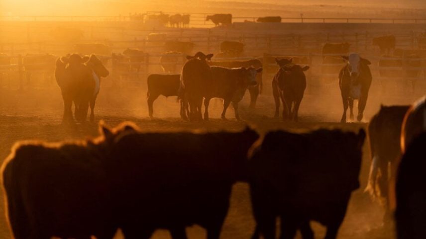 Trump adia ordem para ampliar importações de carne bovina