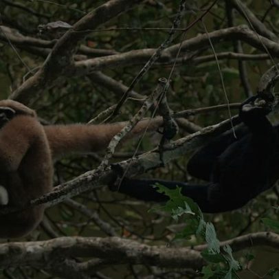 O que impulsiona o tráfico de gibbons? Conservacionistas explicam a demanda