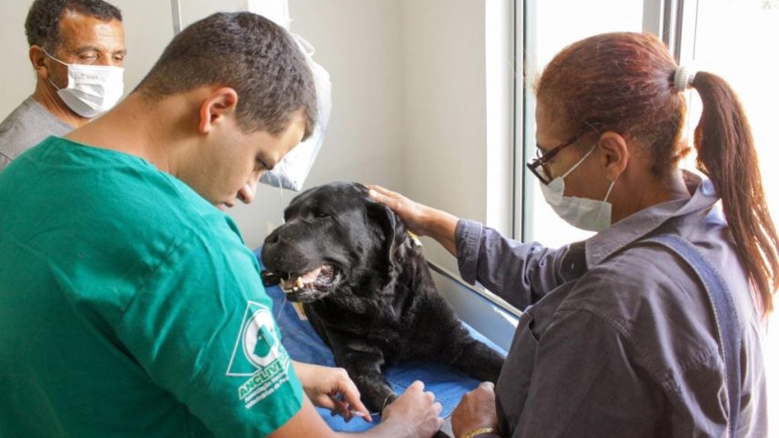 Congresso aprova criminalização do exercício ilegal da medicina veterinária