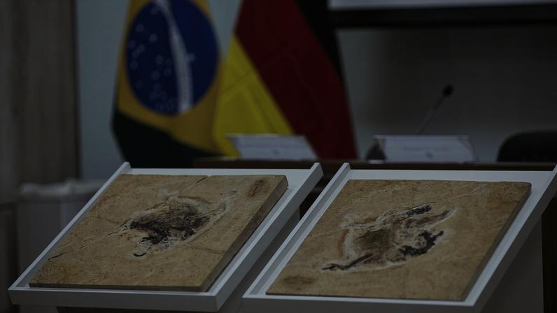 Brasil busca recuperar dinossauros e patrimônios em 14 países