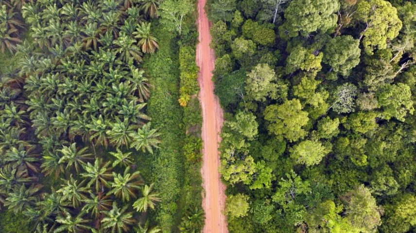 Jambi, Indonesia, 2026. A worker harvests oil palm fruit at a plantation. The expansion of oil palm plantations has been a major driver of deforestation in Indonesia, which is home to the world’s third-largest tropical forest.