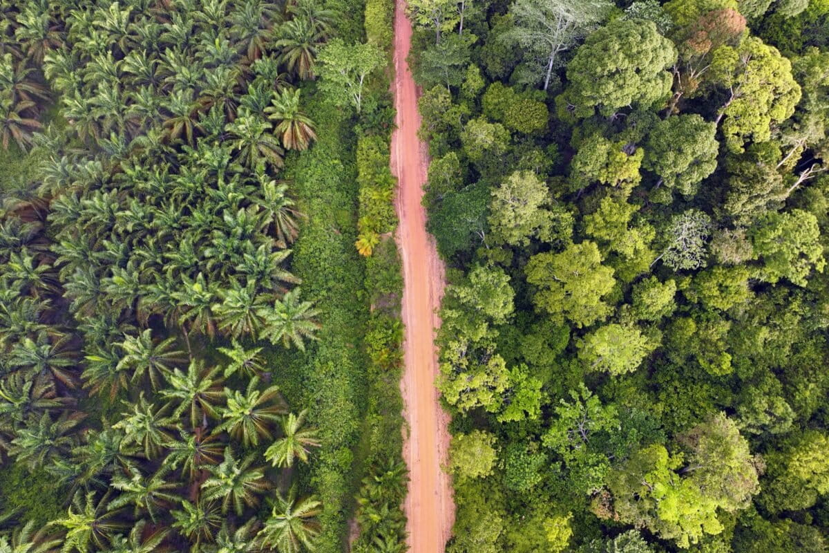 Jambi, Indonesia, 2026. A worker harvests oil palm fruit at a plantation. The expansion of oil palm plantations has been a major driver of deforestation in Indonesia, which is home to the world’s third-largest tropical forest.