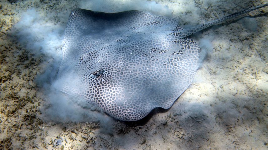 Dia das Espécies Ameaçadas destaca vitórias e perdas crescentes da fauna