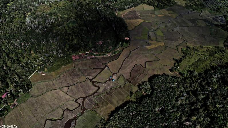 Pequenos produtores não são o elo fraco na proteção das florestas