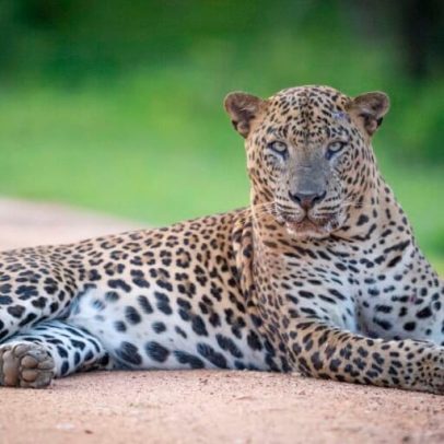 Turismo excessivo ameaça leopardos no Sri Lanka