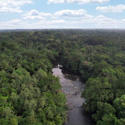 Política de mercado de carbono da Libéria avança apesar de contestações