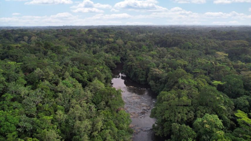 Política de mercado de carbono da Libéria avança apesar de contestações
