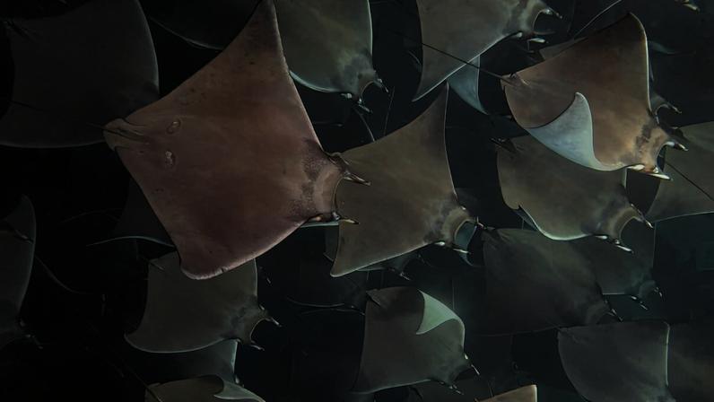 Enxame de raias mobula na costa do México é destaque da foto da semana