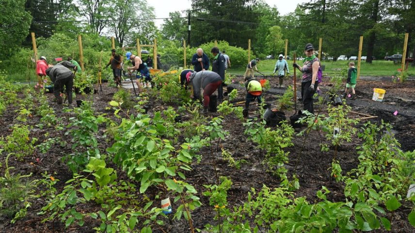 Miyawai forest planting in New York, U.S.
