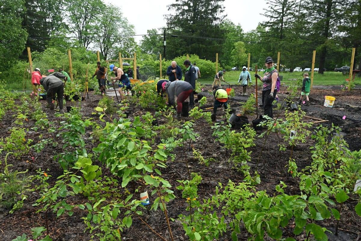 Miyawai forest planting in New York, U.S.