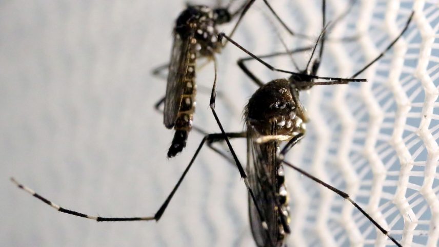 Estado de SP confirma mais duas mortes por febre amarela