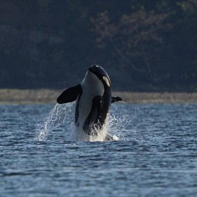 IA monitora orcas em risco para reduzir ruído subaquático