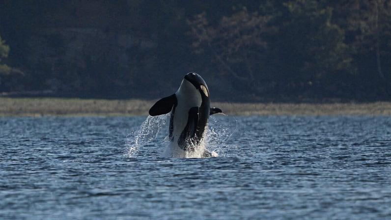 Endangered subspecies Southern resident orcas (Orcinus orca ater). Image by ywcai via iNaturalist (CC BY-NC 4.0).