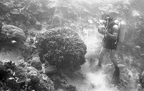 Floresta do mar: fotos de 1960 revelam paraíso subaquático na Jamaica