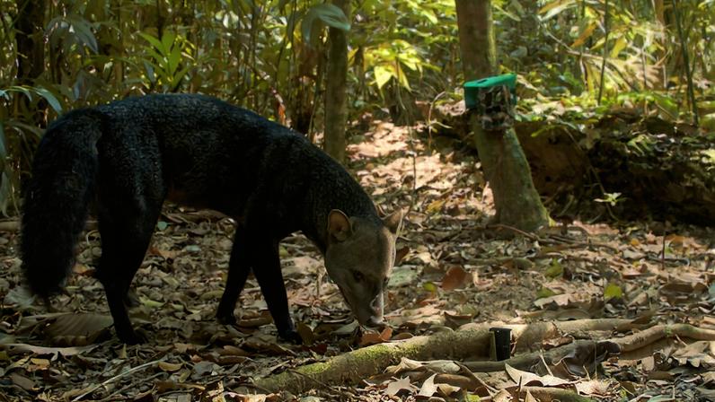 The short-eared dog inhabits the Amazon and prefers untouched forests. Image courtesy of Guido Ayala & María Viscarra/WCS Bolivia.