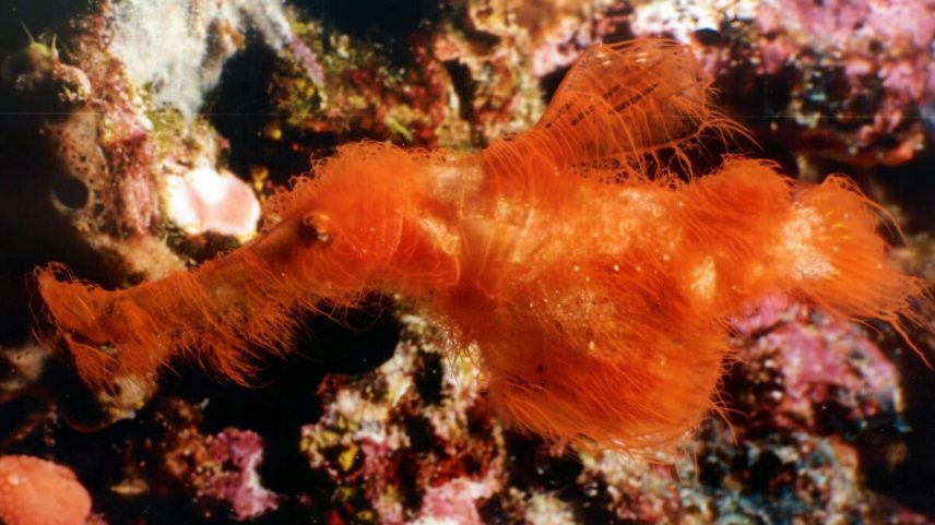 Solenostomus snuffleupagus, in situ, Papua New Guinea, 2003. Photograph by David Harasti via Journal of Fish Biology (CC BY 4.0).