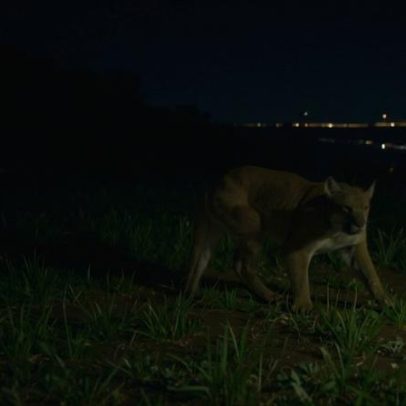 Poluição luminosa altera relação predador-presa na zona urbana da Califórnia