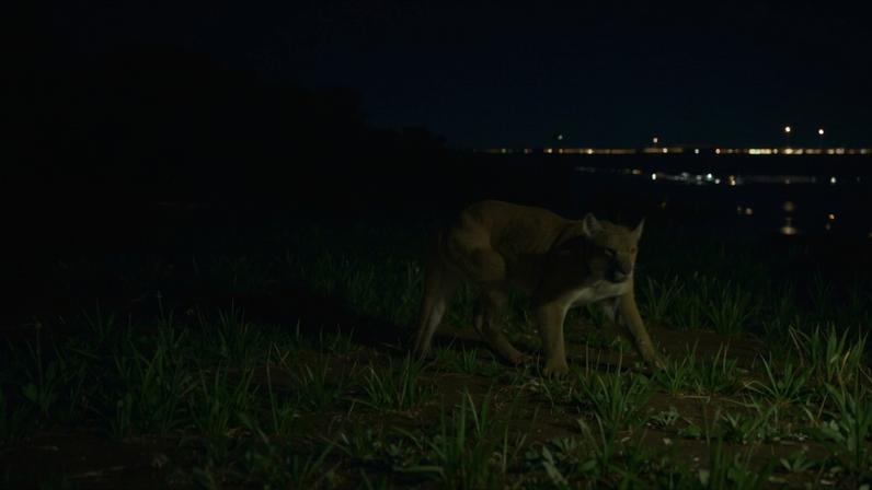 Poluição luminosa altera relação predador-presa na zona urbana da Califórnia