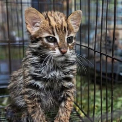 Canaviais queimados na Tailândia viram armadilhas para filhotes de gato-leopardo