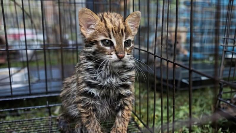 Canaviais queimados na Tailândia viram armadilhas para filhotes de gato-leopardo