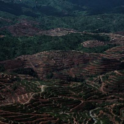 Brechas enfraquecem compromissos anti-desmatamento na indústria de óleo de palma