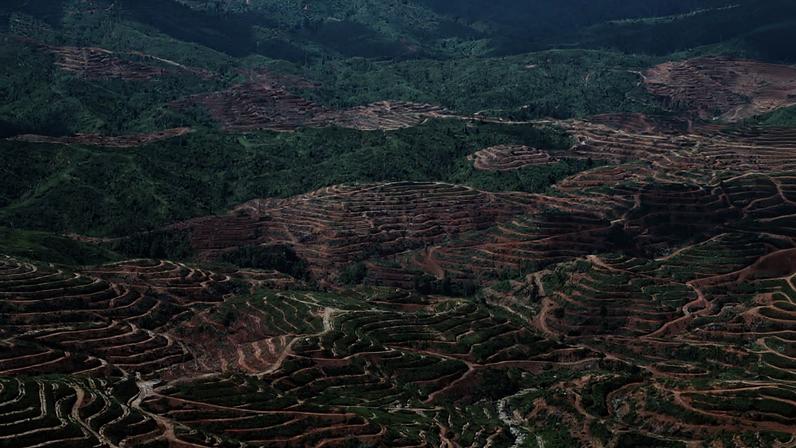Brechas enfraquecem compromissos anti-desmatamento na indústria de óleo de palma