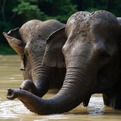 Indonésia deve evitar programas controversos para financiar conservação