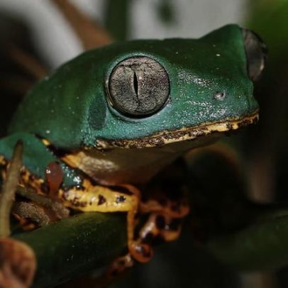 Amazônia resiste ao fogo, mas perda de diversidade é ameaça, aponta estudo