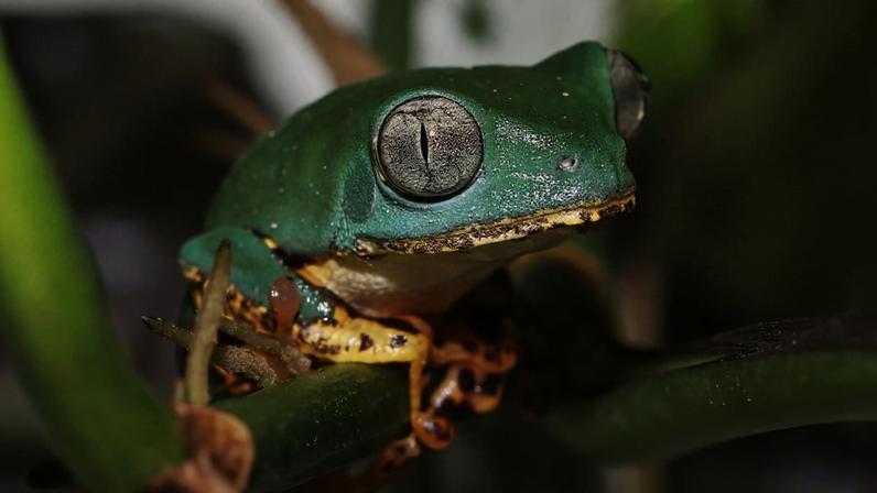 Amazônia resiste ao fogo, mas perda de diversidade é ameaça, aponta estudo