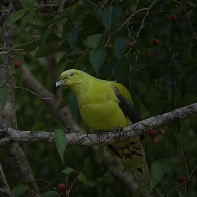 Pombo-timor-verde pode desaparecer sem ação imediata, aponta estudo